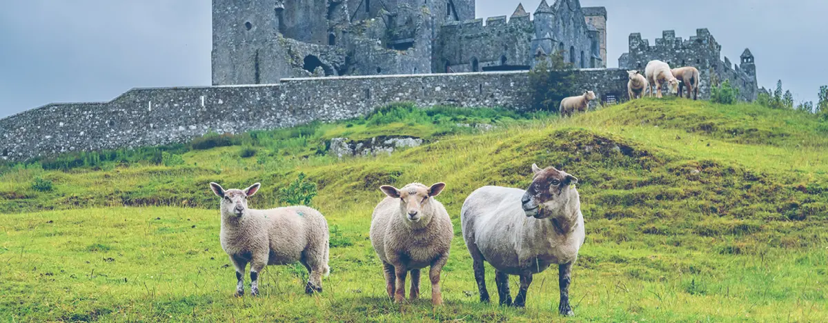 Match Group Partners With the Irish Government To Promote COVID-19 Vaccinations